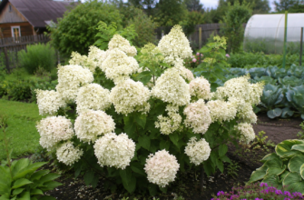 гортензия метельчатая grandiflora